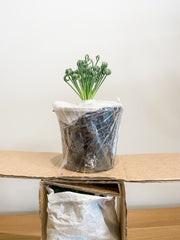 Plant stacked in packaging