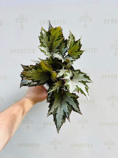 Begonia Rex Sumatra Green - Uprooted plants online