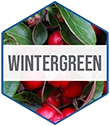 B+N_Ingredient_Hexagon_Vert-Wintergreen.webp__PID:586898db-56e3-4d48-958b-57998c488f74