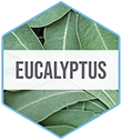 Blue_Ingredient_Hexagon_Vert-Eucalyptus.webp__PID:f2666ce1-8d17-4728-8655-7ca3827eaf8f
