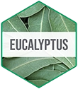 CSSO_Ingredient_Hexagon_Vert-Eucalyptus.webp__PID:47166cc2-babc-4367-a799-8263a2de3e5c