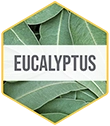 Foam_6x_Ingredient_Hexagon_Vert-Eucalyptus.webp__PID:e136ea1b-61d0-48fb-ab5d-af9ebd39a254