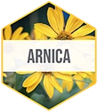 Foam_Ingredient_Hexagon_Vert-Arnica.webp__PID:ea1b61d0-38fb-4b5d-af9e-bd39a254396e