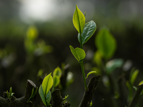 New Leaf Growth of the Camellia Sinensis Plant Used to Make Tea