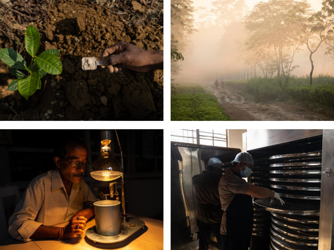 From soil preparation to processing tea, every stage significantly impacts the final product.