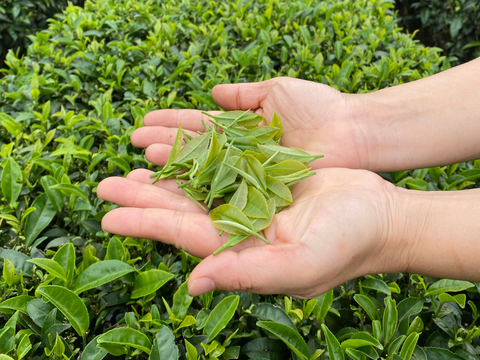 The finest leaves are plucked by hand for making artisanal teas. A pair of hands holding some finely plucked tea leaves with the tea bushes in the background.