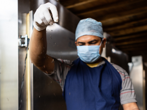 Tea factory worker wearing mask during peak of Covid 19