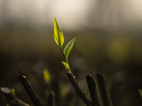 New tea shoots at Aideobarie tea estate