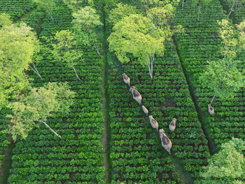 Sau Shade Trees form a canopy over the tea bushes and an elephant corridor photo by Nirajmani Chourasia