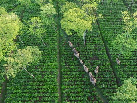 Elephants crossing Aideobarie Tea Estate