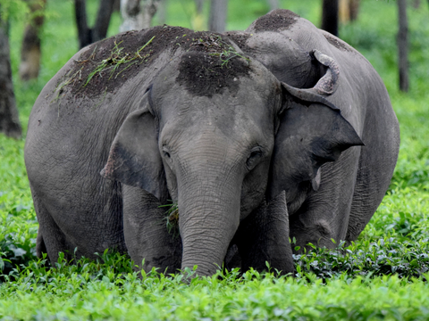 Elephants playing with mud in the middle of a tea plantation