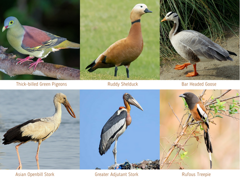 Birds founds at Aideobarie Tea Estate