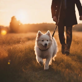 a dog being walked on a soft gentle lead with his owner in the sunset on a field _clipdrop-cleanup (1).jpeg__PID:7534adc8-7fda-4134-b569-10e0fa7f8c66