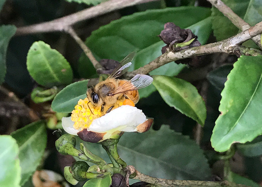 Bumble Bee on Organic Tea