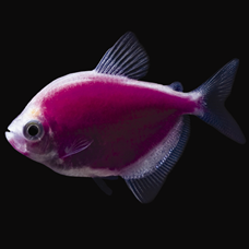 tetra fish glofish