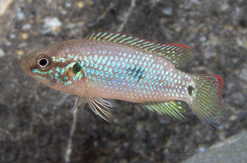 turquoise cichlid