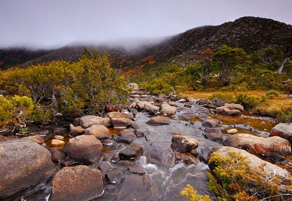 Mount Field National Park