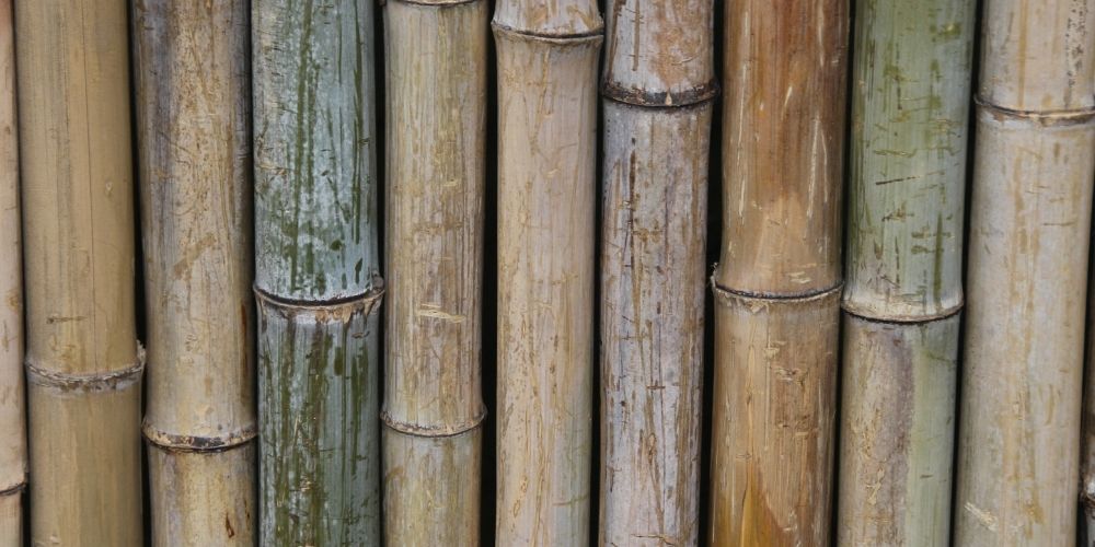 mur bambou