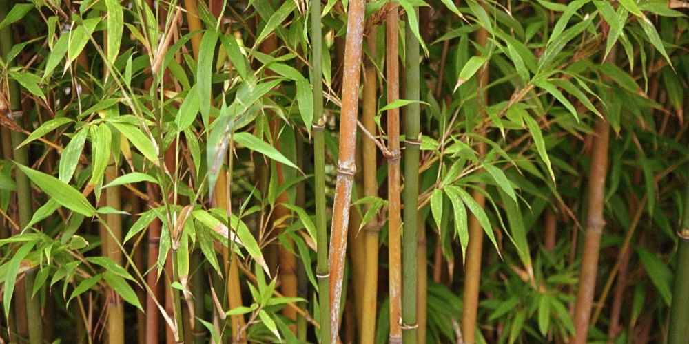 bambou plante