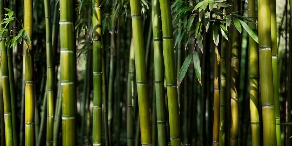 fôret bambou