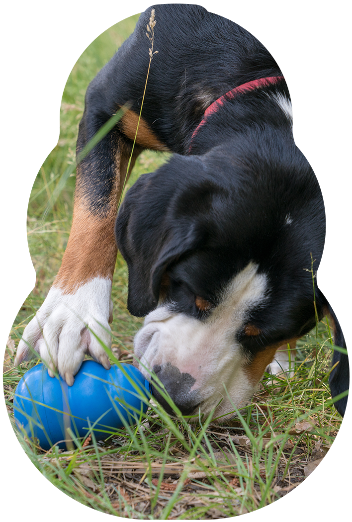 dog playing with kong toy