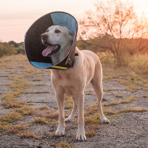 dog wearing calmer collar cone of shame in field looking happy with tongue out