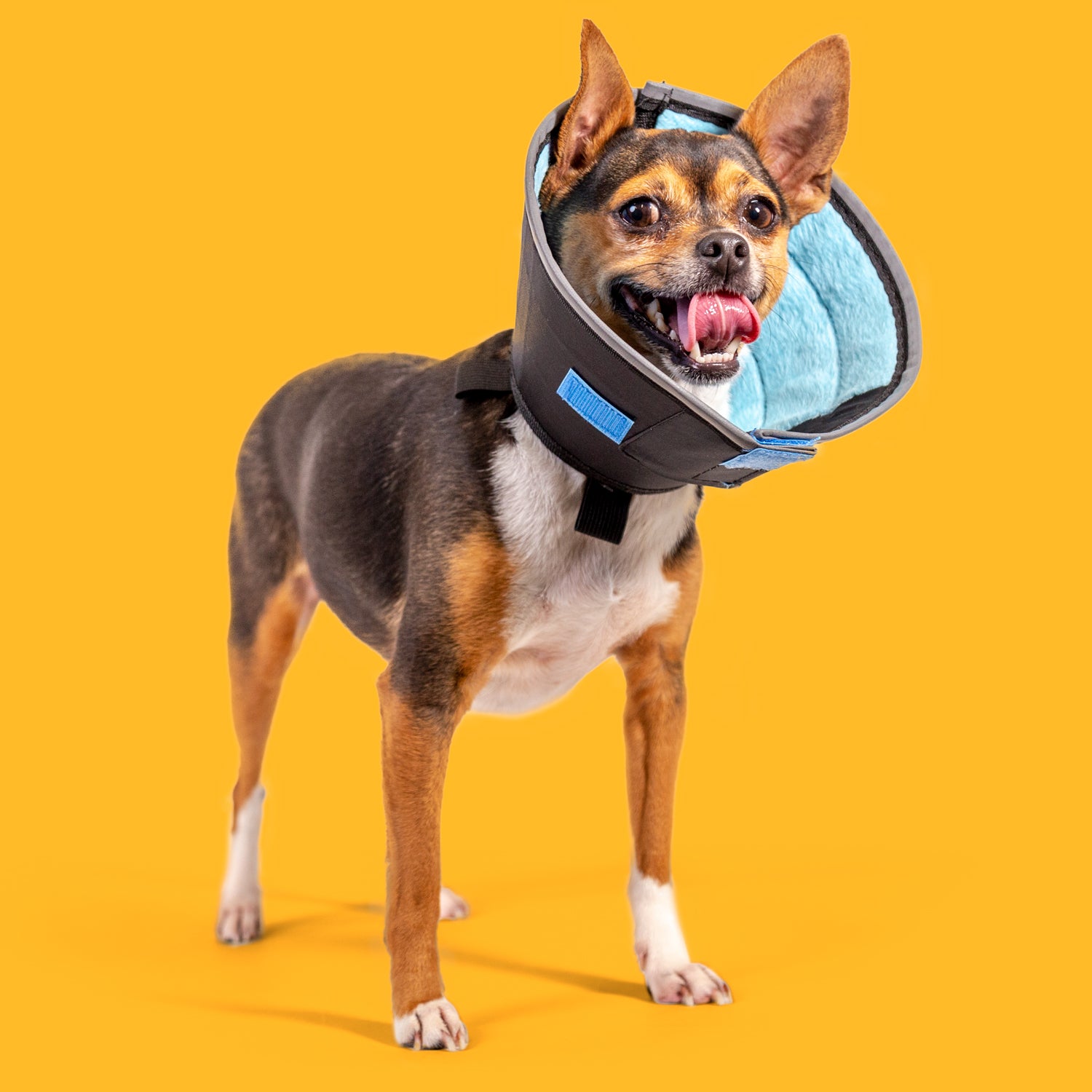 happy dog with calmer collar on orange background