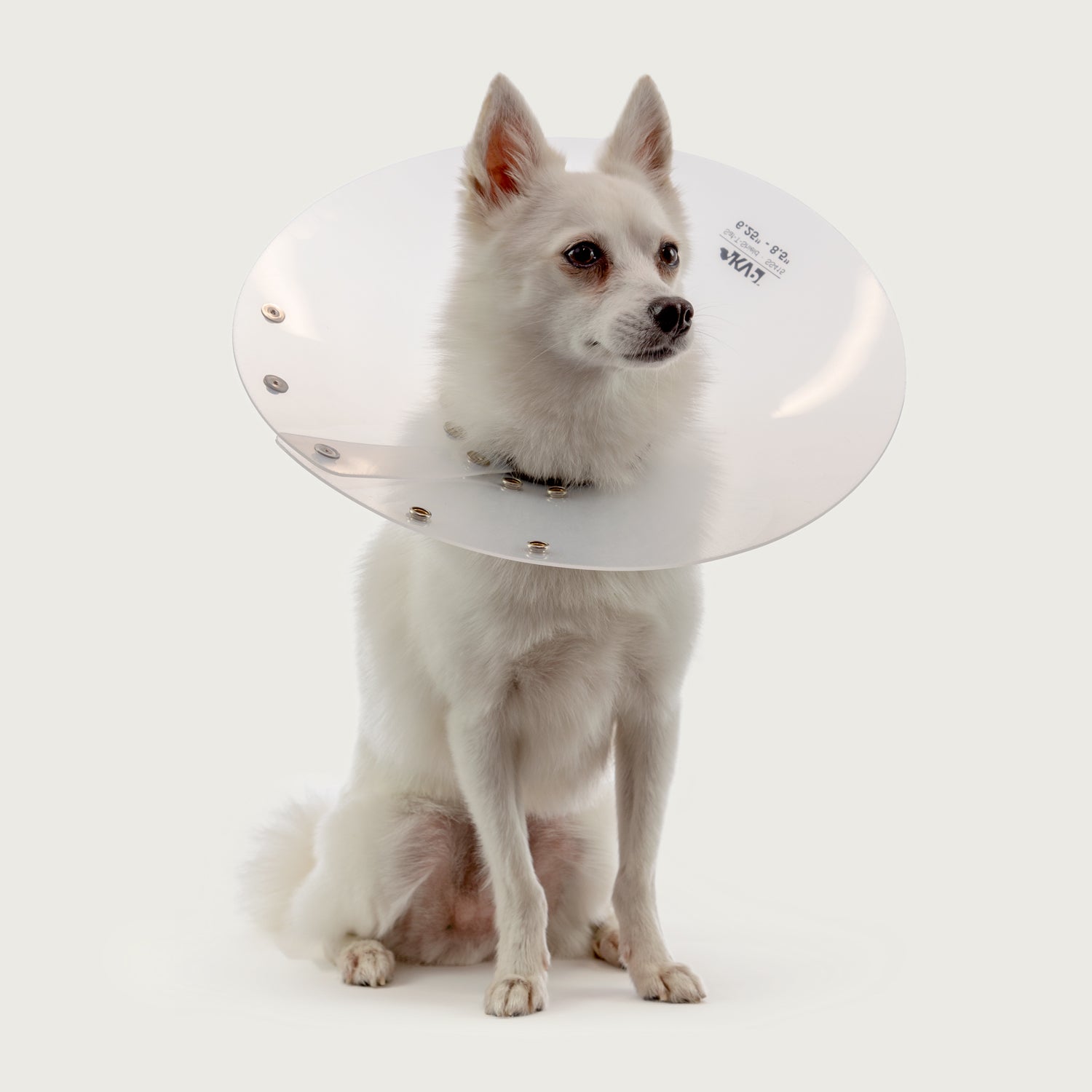saf-t-shield e collar for dog from kvp