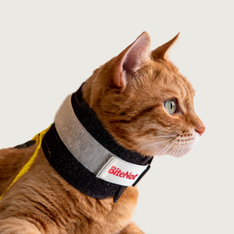 cat in bitenot e collar by kvp