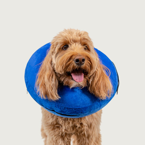 dog in kong cloud collar for recovery