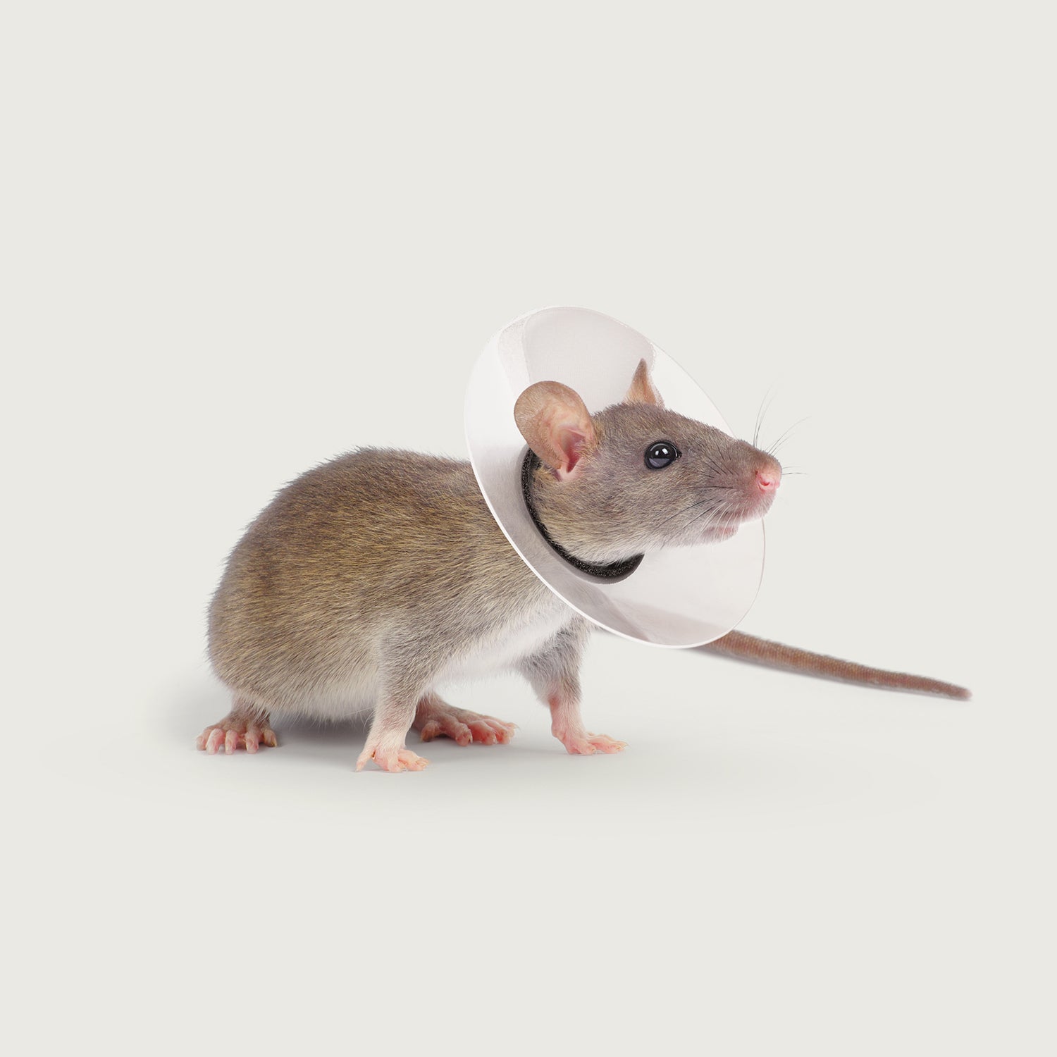 Saf-T-Shield™ – Rodent - KVP International product image