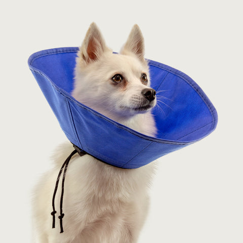 ez soft collar on dog for recovery