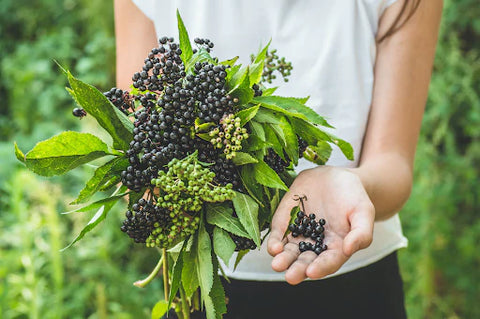 Elderberries for Sore Throat & Cough Aid