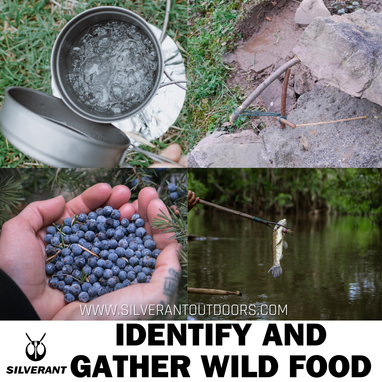 Identify and gather wild food - SilverAnt Outdoors