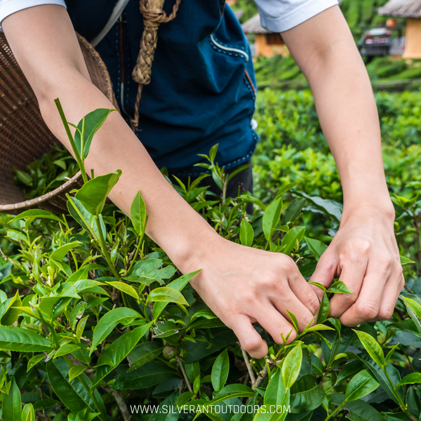 Tea Picking