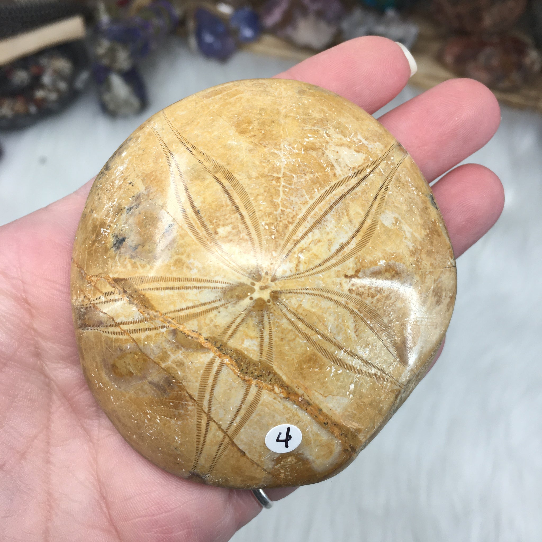 Sand Dollar Fossil #04 – Lunula Crystal Dreams