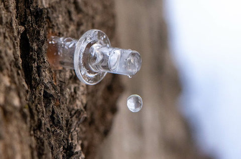 Sap droplet from a plastic spout.