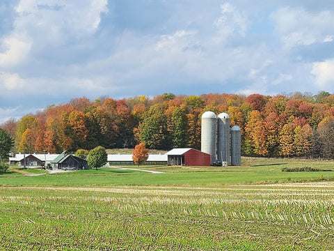 View from across the road of the Carman Brook Farm highlighting the fall foliage in the maple trees behind the buildings.