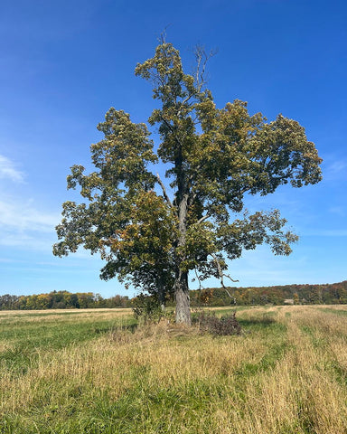 Shagbark hickory tree in one of our fields.