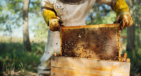 Harvesting honey, which can be done just as sustainably as maple syrup harvest.