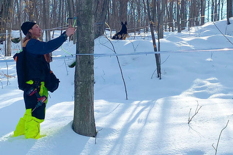 Levon tapping a tree to prepare for the 2021 maple syrup production year.