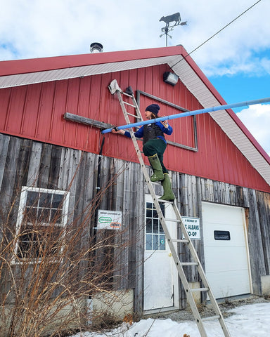 Setting up the mainline from one of our sugarwoods to the sugarhouse, it travels through the rafters of our old dairy barn.