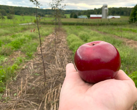 A Redfield apple that grew in year 1.