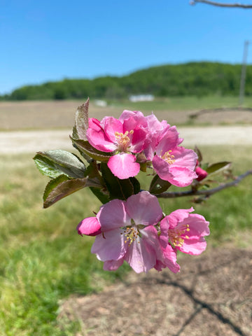 Redfield apple blossoms in year 1