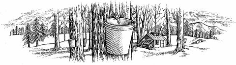 maple sap bucket hanging from a tree.