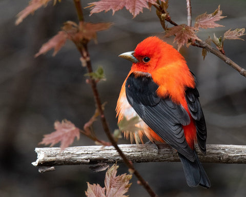 Scarlet Tanager on a maple limb
