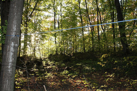 Trees growing healthy during the summer in our sugarwoods.