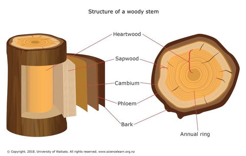structure of a wooden stem (tree), bark, phloem, cambium, sapwood, heartwood.