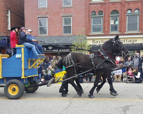 Two black horses pulling a parade float during the Vermont Maple Festival.