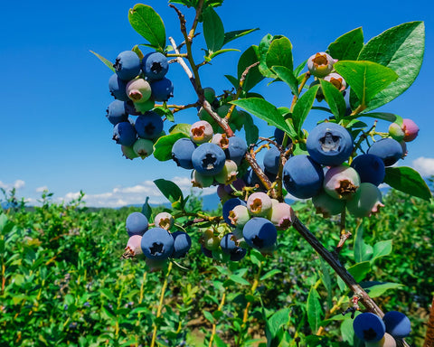 Blueberries growing on a farm.